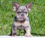 Small French Bulldog