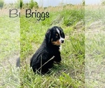 Small Photo #2 Bernese Mountain Dog Puppy For Sale in BROKEN ARROW, OK, USA