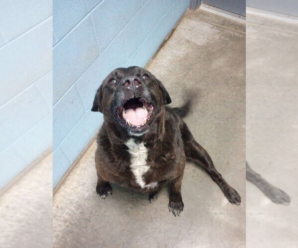 Medium Photo #3 Labrador Retriever Puppy For Sale in Evansville, IN, USA