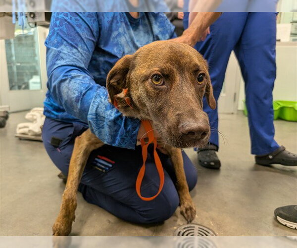 Medium Photo #1 Plott Hound Puppy For Sale in Tavares, FL, USA