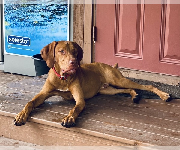 Medium Photo #14 Vizsla Puppy For Sale in SCREVEN, GA, USA