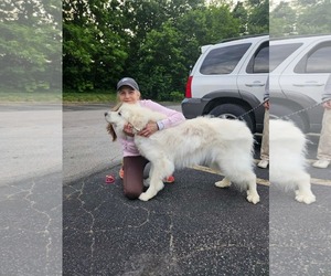 HARRIET- no fee (sponsored) - Female Great Pyrenees Dog for Adoption - Photo #9