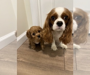 Mother of the Cavalier King Charles Spaniel puppies born on 08/02/2023
