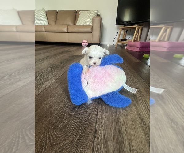 Medium Photo #6 Maltese Puppy For Sale in NILES, MI, USA