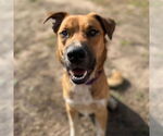 Small Photo #1  Puppy For Sale in , 