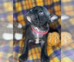 Small #6 Faux Frenchbo Bulldog