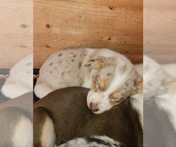 Medium Photo #3 Australian Shepherd Puppy For Sale in MABEL, MN, USA