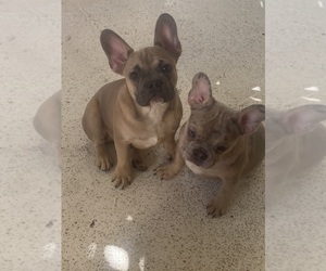 French Bulldog Puppy for sale in CYPRESS, CA, USA