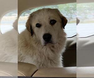 Great Pyrenees Dogs for adoption in Croydon, NH, USA