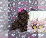 Small Photo #2 Cockapoo Puppy For Sale in KIRKWOOD, PA, USA