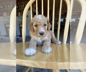Goldendoodle Puppy for sale in DE WITT, MO, USA