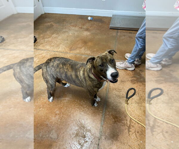 Medium Photo #7 Shollie Puppy For Sale in Bolivar, MO, USA