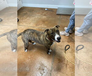 Elsa - Female American Pit Bull Terrier-German Shepherd Dog Mix Dog for Adoption - Photo #7