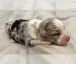 Small Photo #2 Miniature Australian Shepherd Puppy For Sale in ARDMORE, OK, USA