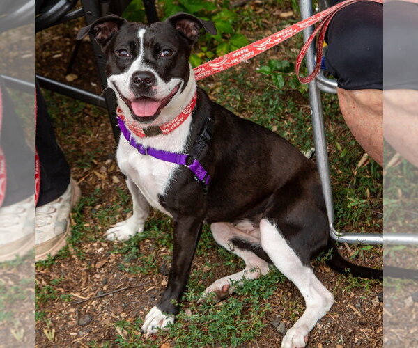 Medium Photo #19 Mutt Puppy For Sale in Canton, CT, USA