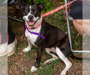 Lady Luck - Female Mutt Dog for Adoption - Photo #19