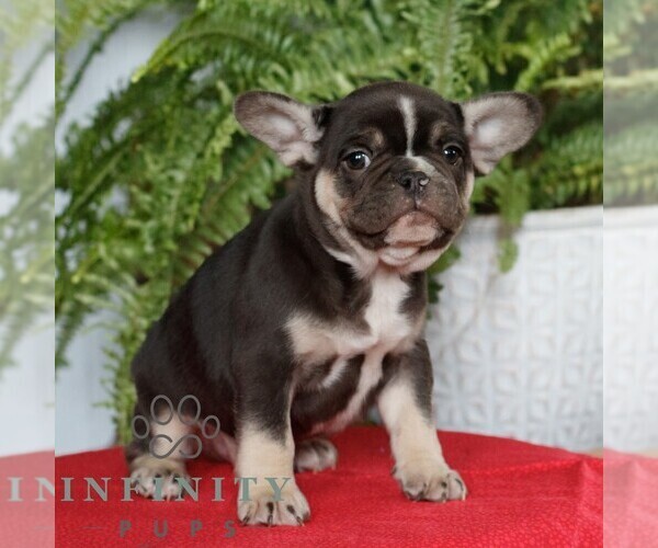 Medium Photo #1 French Bulldog Puppy For Sale in RONKS, PA, USA