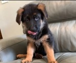 Puppy 9 German Shepherd Dog