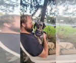 Small Photo #2 Poodle (Miniature)-Unknown Mix Puppy For Sale in Mundelein, IL, USA