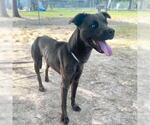 Small #1 American Pit Bull Terrier Mix