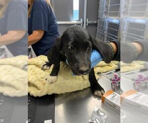 Plott Hound-Unknown Mix Dogs for adoption in Visalia, CA, USA