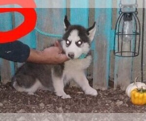 Siberian Husky Puppy for sale in FREDERICKSBG, OH, USA