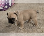 Puppy Nia French Bulldog