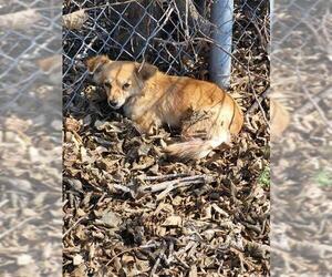 Chihuahua-Unknown Mix Dogs for adoption in San Antonio, TX, USA