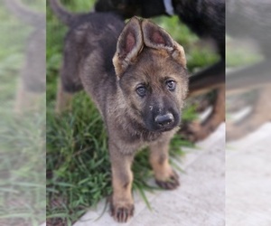German Shepherd Dog Puppy for sale in LIBERTY, MO, USA