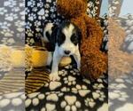 Small Photo #1 English Springer Spaniel Puppy For Sale in SHERBURN, MN, USA