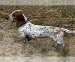 Small #2 Dachshund