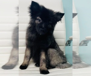 Keeshond Puppy for sale in CINCINNATI, OH, USA