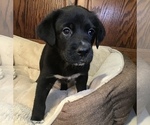 Small Photo #8 Great Pyredane Puppy For Sale in SHAWNEE, OK, USA