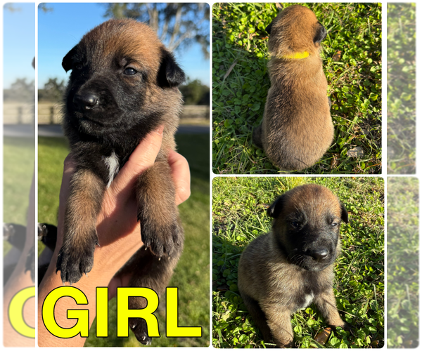 Medium Photo #2 Belgian Malinois Puppy For Sale in WILLISTON, FL, USA