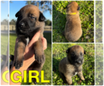 Small #1 Belgian Malinois