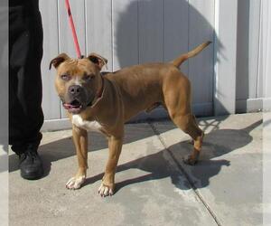 American Bulldog Dogs for adoption in Louisville, KY, USA