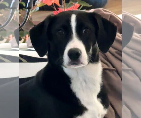 Medium Photo #3 Australian Shepherd-Beagle Mix Puppy For Sale in Wakefield, RI, USA