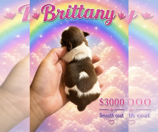 Medium Photo #2 Chihuahua Puppy For Sale in LAKEWOOD, WA, USA