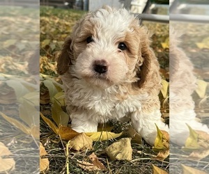 Miniature Bernedoodle Puppy for sale in LONGMONT, CO, USA