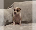 Small #2 American Staffordshire Terrier