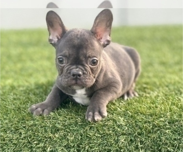 Medium Photo #1 French Bulldog Puppy For Sale in NEW YORK, NY, USA