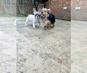 French Bulldog Puppy for sale in MOBILE, AL, USA