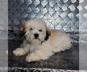 Poodle (Miniature)-Shih-Poo Mix Puppy for sale in GOSHEN, IN, USA
