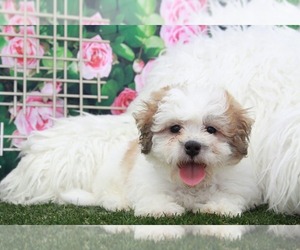 Zuchon Puppy for sale in MARIETTA, GA, USA