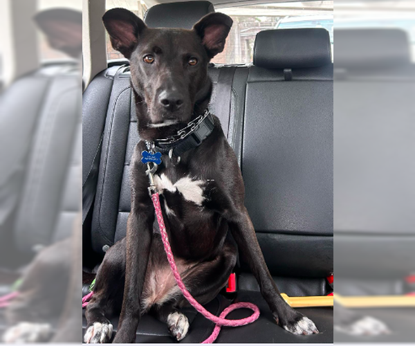 Medium Photo #4 Border Collie-Unknown Mix Puppy For Sale in Decatur, GA, USA
