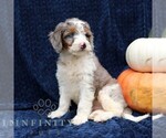 Small #1 Bernedoodle (Miniature)
