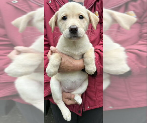 Medium Photo #2 Huskies -Unknown Mix Puppy For Sale in Olalla, WA, USA