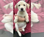 Small #1 Huskies  Mix