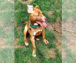 Small Photo #17 American Staffordshire Terrier-Unknown Mix Puppy For Sale in Spotsylvania, VA, USA