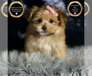Medium Morkie